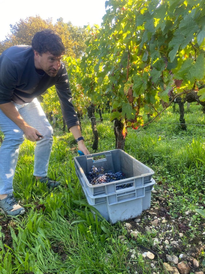 Lebox wijnen rode druiven plukken in een wijnveld